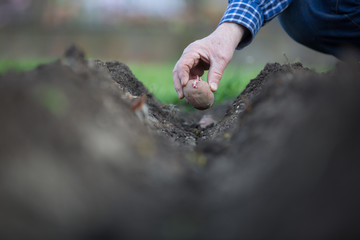Senior man planting potaotes to the prepared rows of soil, gardening concept
