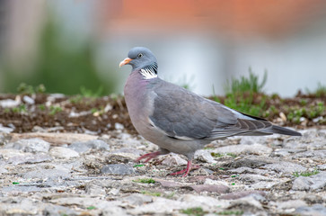 Common Wood Pigeon (Columba palumbus) Wildlife animal