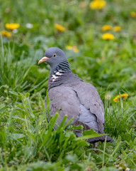 Common Wood Pigeon (Columba palumbus) Wildlife animal