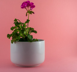 Isolated red geranium in a white vase