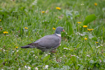 Common Wood Pigeon (Columba palumbus) Wildlife animal