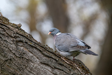 Common Wood Pigeon (Columba palumbus) Wildlife animal