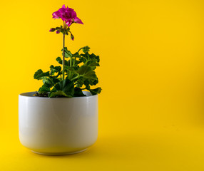 Isolated red geranium in a white vase