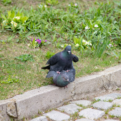Close up of a pair of pigeons mating in a park on a sunny day