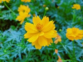 Close-up Vibrant Yellow Flower Petals in the Field