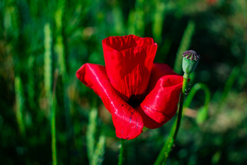 Red poppies on a green field