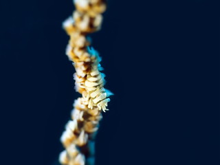 Crevette de corail fil