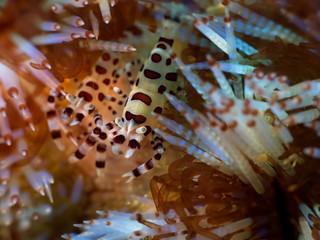 Crevette tigre