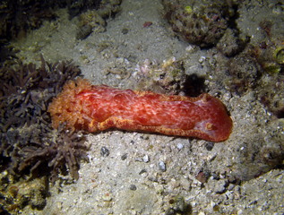 Nudibranche danseuse espagnole