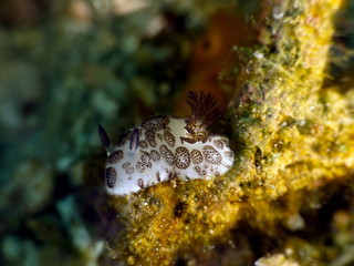 Nudibranche Joruma Céleste