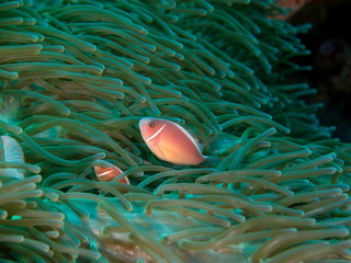 Poisson clown