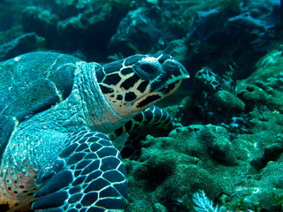 Fototapeta premium Tortue