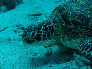Tortue