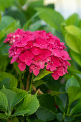 pink hortensia flowers