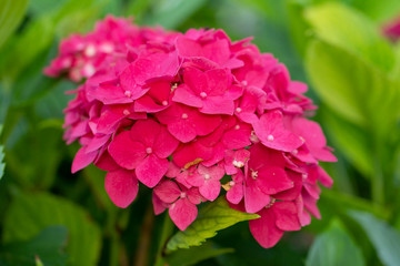 pink hortensia flowers