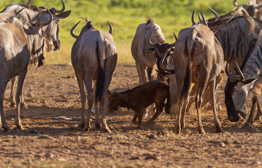 Fototapeta premium Blue wildebeest gnu, Connochaetes taurinus, vulnerable baby calf trys to stand for first time surrounded by female herd. Amboseli National Park, Kenya, Africa. Herd protection of young newborn