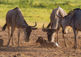 Blue wildebeest newborn calf gnu,  