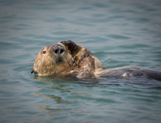 Sea Otter Grooming, Elkhorn Slough