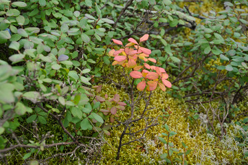 Blueberry bush partly red color in the green forest 
