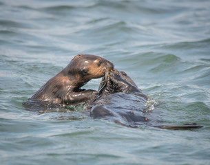 Obraz premium Sea Otter Mom and Pup