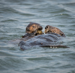 Fototapeta premium Sea Otter Mom and Pum
