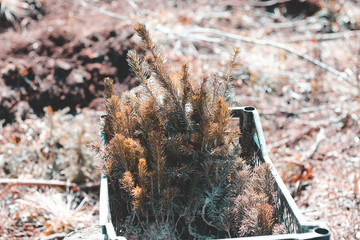 April month. seedlings in a dark box. nature restoration.