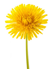 Dandelion flower