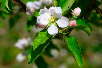 Apple garden