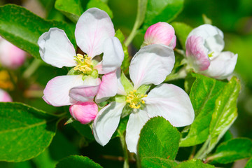 Apple garden