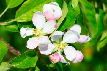 Apple garden