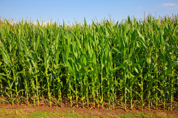 Obraz premium Corn field