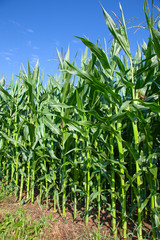 Fototapeta premium Corn field