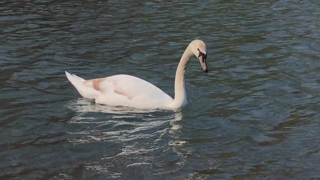 Schwan