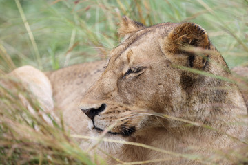 Afrikanischer Löwe / African Lion / Panthera Leo.