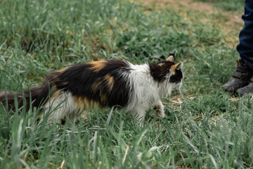 Fototapeta premium Fluffy wild cat red-black-white walks on the grass in the forest