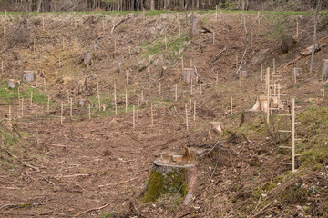 Wiederaufforstung nach Kahlschalg