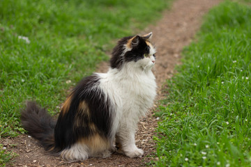 Fototapeta na wymiar Fluffy wild cat red-black-white walks on the grass in the forest
