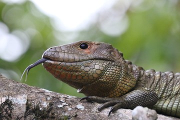 Giant Lizard