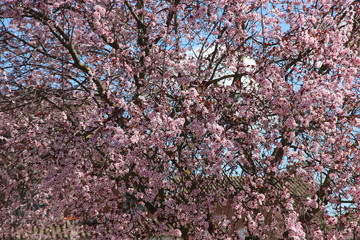 Flowers and Nature