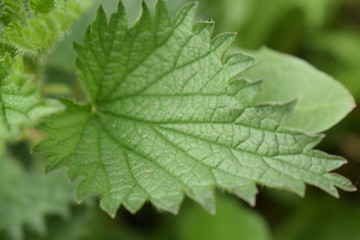 closeup of green leaf