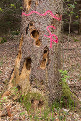 toter Baumstamm mit Löchern