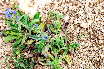 white flowers in the garden
