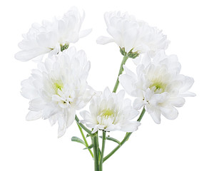 five white flower chrysanthemum bouquet branch isolated on white background