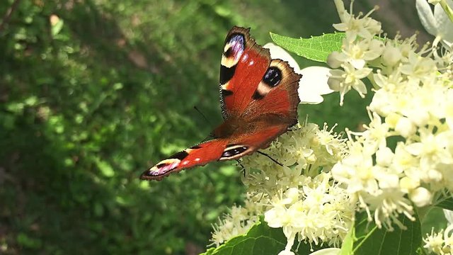 Peacock butterfly flaps the wings.