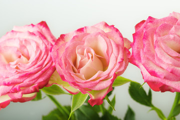 three red roses fresh beautiful flowers