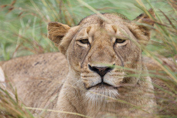 Afrikanischer Löwe / African Lion / Panthera Leo.