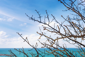 Branches of trees against  blue sky and azure sea in spring.