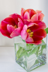 Three pink tulips in a cubic glass vase on a white background
