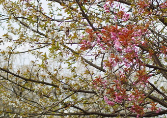 Ein Kirschbaum mit rosa und weißen Kirschblüten