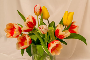 Obraz premium Bouquet of beautiful yellow and red-white tulips